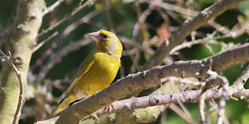 Hauptbild für ERCCIS Birdsong Workshop