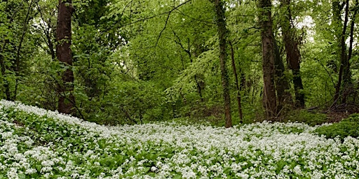 Imagem principal do evento Introduction to Foraging | Peak District | Women only