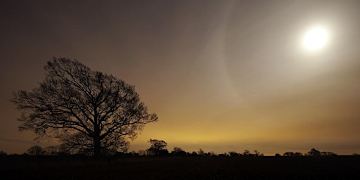 Image principale de Wild Families: Torchlit invertebrate search in Holywells Park (E9P 2511)