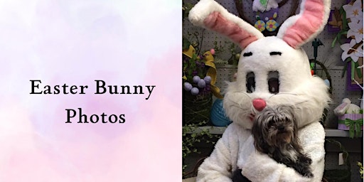 Easter Bunny Photos at Cold Creek Nurseries primary image
