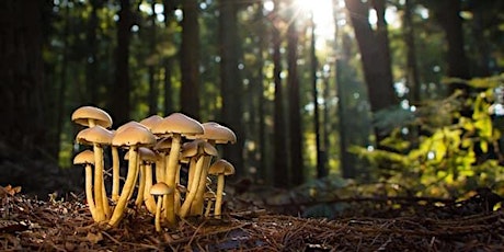 Fungus family fun - drop in event and guided walks