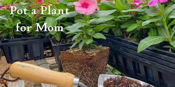 Pot-a-Plant for Mom!