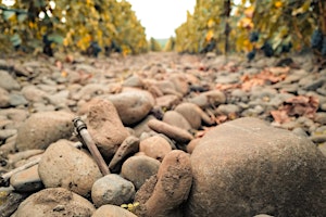 Rocks District Winegrowers Tour & Tasting primary image
