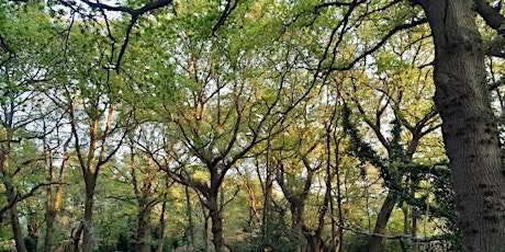 Walking with Trees - connect with the magnificent trees around you