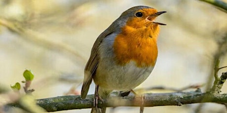 Dawn Chorus Vigil - the beauty and mystery of the dawn chorus