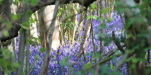 Imagem principal do evento Norwich NWT Group Guided Bluebell Walk