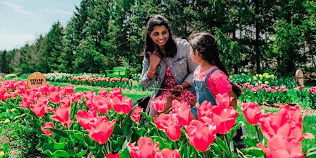 Tulip Farm General Admission