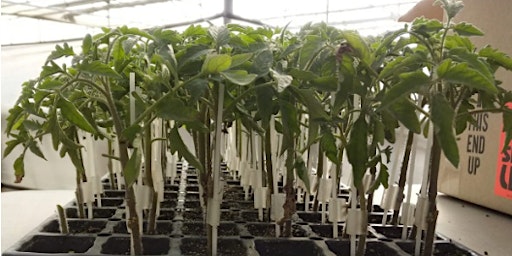 Immagine principale di Grafting Tomato Plants Workshop 
