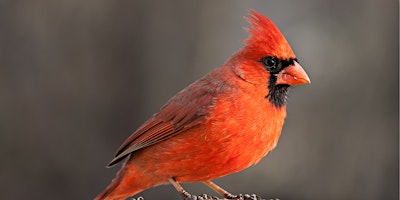 Backyard Birders 4-H Camp primary image