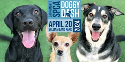 31st Annual Sacramento SPCA Doggy Dash primary image