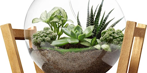 Succulent Terrarium primary image