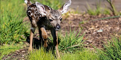 Fawn Rescue of Sonoma County Celebration and Fundraiser primary image