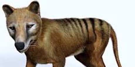 Tasmanian Wolf (Thylacine) primary image