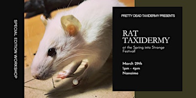 Rat Taxidermy at Spring into Strange Festival primary image