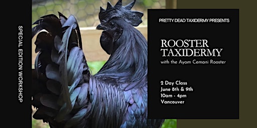 Imagem principal do evento Rooster Taxidermy Workshop (2 Day Class)