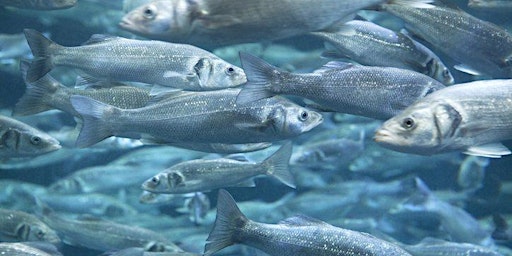 Primaire afbeelding van Aquaculture Feed Ingredients, Nutrition, Formulation & Feed Production