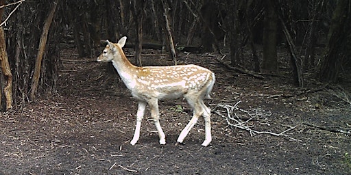 Public land hunting Tasmania 2024 - Buxton River Conservation Area  primärbild