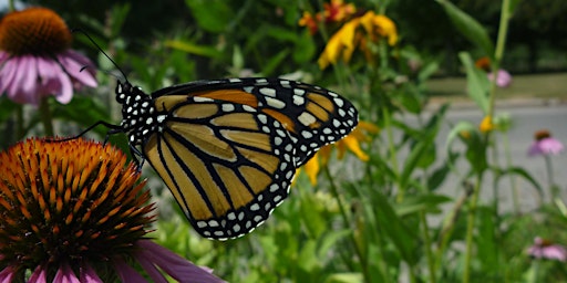 Hauptbild für Pollination Guelph 2024 Annual Symposium: Supporting Urban Pollinators