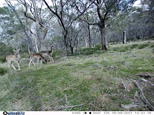 Public land hunting Tasmania 2024 - Tooms Lake Conservation Area