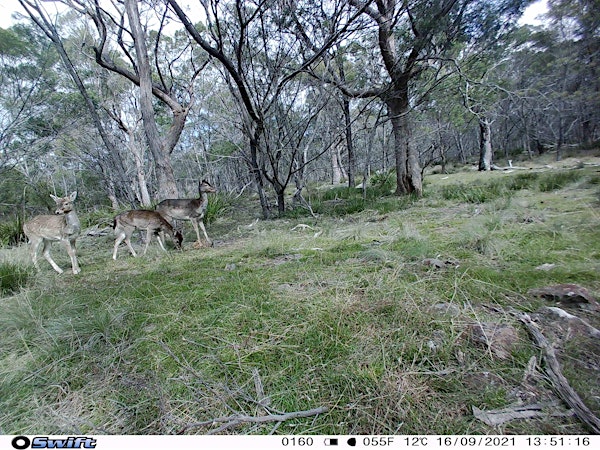 Public land hunting Tasmania 2024 - Tooms Lake Conservation Area