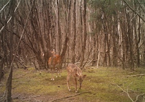 Primaire afbeelding van Public land hunting Tasmania 2024 - Top Marshes Conservation Area