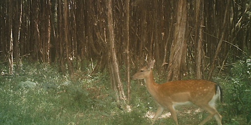 Public land hunting Tasmania 2024 - Five Mile Pinnacle Conservation Area primary image