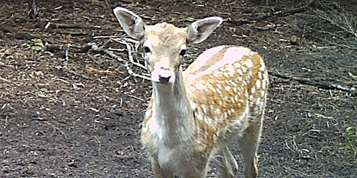 Hauptbild für Public land hunting Tasmania 2024 -Greater Western Tiers-Parsons & Clerk Mn