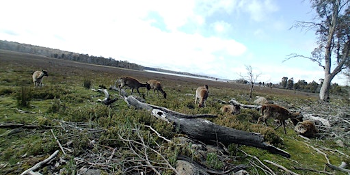 Public land hunting Tasmania 2024 - Great Western Tiers Conservation Area  primärbild