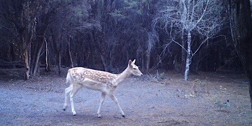 Image principale de Public land hunting Tas 2024 - Great Lake CA Tumbledown creek & Gunns Marsh