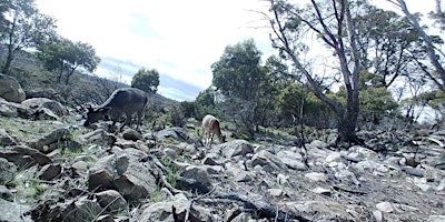 Image principale de Public land hunting Tasmania 2024 - Central Plateau Conservation Area