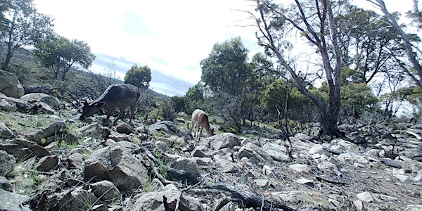Public land hunting Tasmania 2024 - Central Plateau Conservation Area