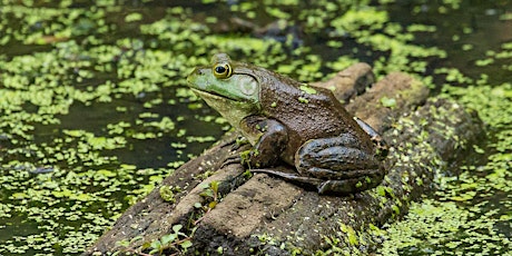 The Delicate Balance of Aquatic Ecology primary image