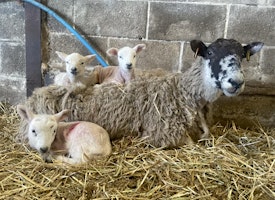 Primaire afbeelding van Lambing Live