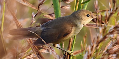 Hauptbild für Not the dawn chorus