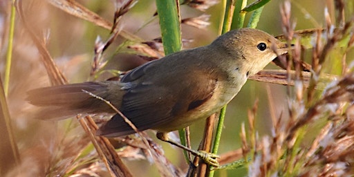 Not the dawn chorus  primärbild