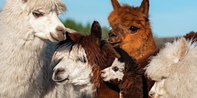 Imagem principal de ASE  - All about Alpacas