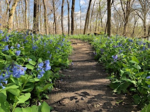 WVU Department of Biology Spring Ephemeral Wildflower Walks 2024