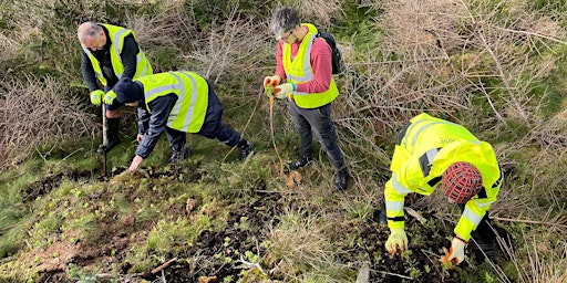 Volunteer Day - Tree Removal and Sphagnum Planting - Pen Y Cymoedd Windfarm