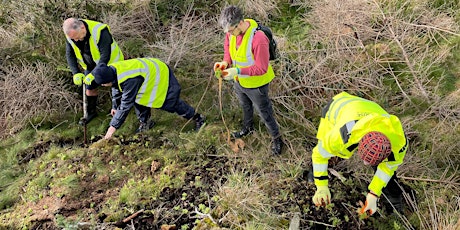 Ecological Survey Volunteering - Webinar & Field Days