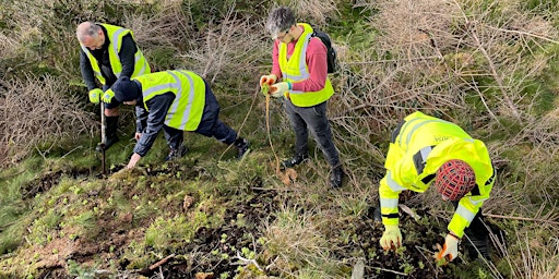 Imagem principal de Volunteer Day - Tree Removal and Sphagnum Planting - Pen Y Cymoedd Windfarm