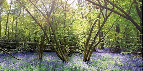 Bluebells of Cucknell Woods