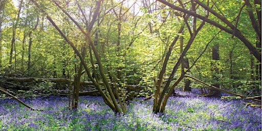 Primaire afbeelding van Bluebells of Cucknell Woods