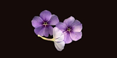 Primaire afbeelding van 6-19-2024  African Violets