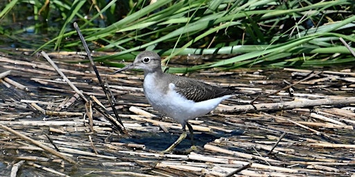 Primaire afbeelding van Forsythe (Brigantine) NWR