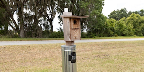 4-13-2024  Bluebirds and Boxes