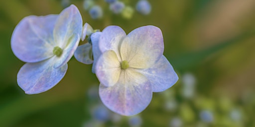 Imagem principal do evento Art of Flower Photography Workshop