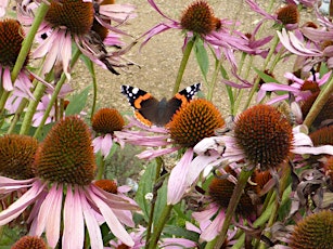 Forage with a Herbalist walk talk and tea