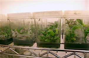 Imagem principal de 6-8-2024  How to plant a terrarium