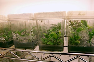 Imagen principal de 6-8-2024  How to plant a terrarium
