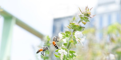 Hauptbild für Science on Tap: Sharing our Cities with Pollinators